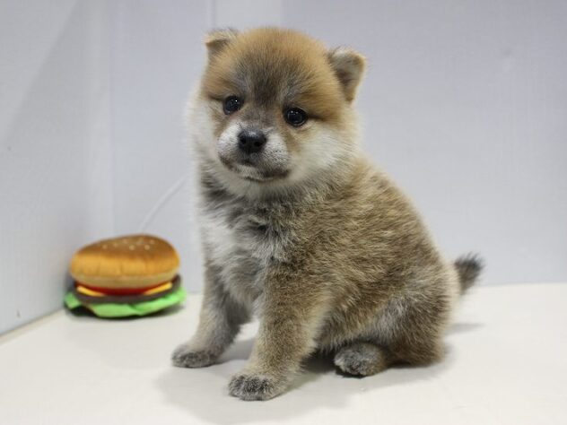 兵庫県のハーフ犬・ミックス犬 (ペット・プラザ アミーゴつかしん店/2025年9月12日生まれ/女の子/赤)の子犬の2枚目の画像