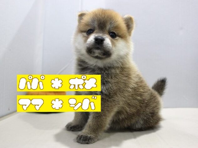 兵庫県のハーフ犬・ミックス犬 (ペット・プラザ アミーゴつかしん店/2025年9月12日生まれ/女の子/赤)の子犬の1枚目の画像