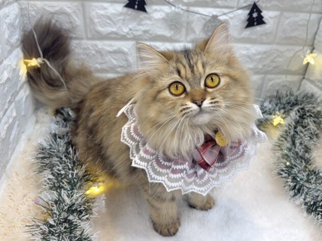 兵庫県のミヌエット (ワンキャラット アミーゴ姫路飾磨店/2025年3月20日生まれ/女の子/ブラウンパッチドタビーホワイト)の子猫の3枚目の画像