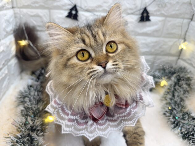 兵庫県のミヌエット (ワンキャラット アミーゴ姫路飾磨店/2025年3月20日生まれ/女の子/ブラウンパッチドタビーホワイト)の子猫