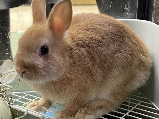ポカポカおひさまカラー！ネザーランドドワーフ | ペットワールド アミーゴ