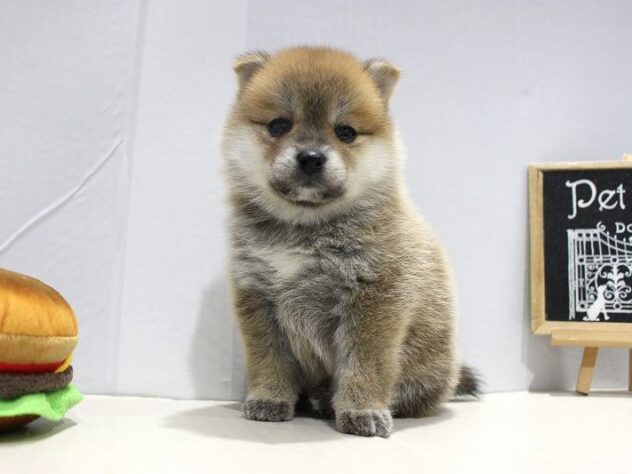 兵庫県のハーフ犬・ミックス犬 (ペット・プラザ アミーゴつかしん店/2025年9月12日生まれ/女の子/赤)の子犬の3枚目の画像