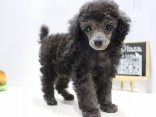 兵庫県のトイプードル(トイ) (ペット・プラザ アミーゴつかしん店/2025年9月10日生まれ/男の子/シルバー)の子犬の2枚目の画像