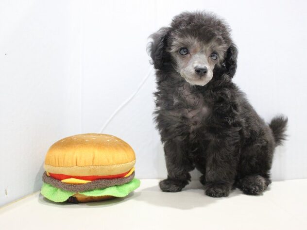 兵庫県のトイプードル(トイ) (ペット・プラザ アミーゴつかしん店/2025年9月10日生まれ/男の子/シルバー)の子犬の3枚目の画像