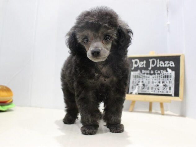 兵庫県のトイプードル(トイ) (ペット・プラザ アミーゴつかしん店/2025年9月10日生まれ/男の子/シルバー)の子犬の1枚目の画像