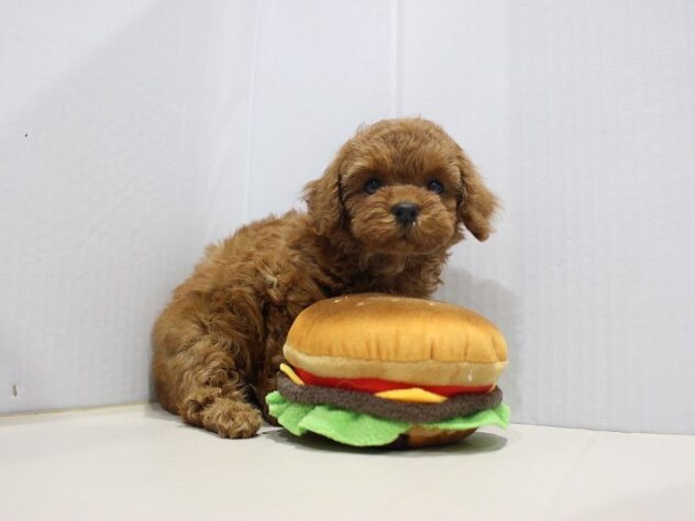 兵庫県のトイプードル(トイ) (ペット・プラザ アミーゴつかしん店/2025年9月13日生まれ/女の子/レッド)の子犬の3枚目の画像