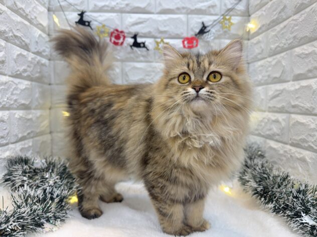 兵庫県のミヌエット (ワンキャラット アミーゴ姫路飾磨店/2025年3月20日生まれ/女の子/ブラウンパッチドタビーホワイト)の子猫の4枚目の画像