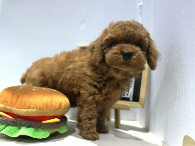 兵庫県のトイプードル(トイ) (ペット・プラザ アミーゴつかしん店/2025年9月13日生まれ/女の子/レッド)の子犬の2枚目の画像