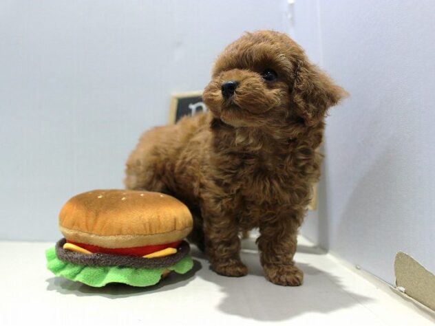 兵庫県のトイプードル(トイ) (ペット・プラザ アミーゴつかしん店/2025年9月13日生まれ/女の子/レッド)の子犬の1枚目の画像