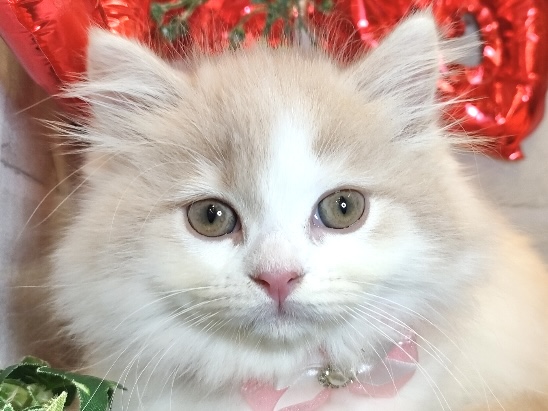 2025年9月6日生まれのスコティッシュフォールド