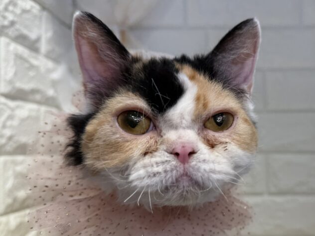 香川県のセルカークレックス (ワンキャラット アミーゴ丸亀店/2025年3月28日生まれ/女の子/キャリコ)の子猫の1枚目の画像