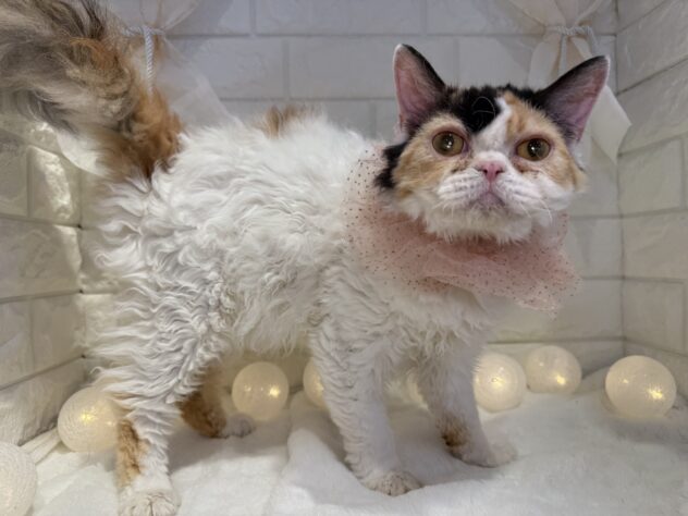 香川県のセルカークレックス (ワンキャラット アミーゴ丸亀店/2025年3月28日生まれ/女の子/キャリコ)の子猫の2枚目の画像