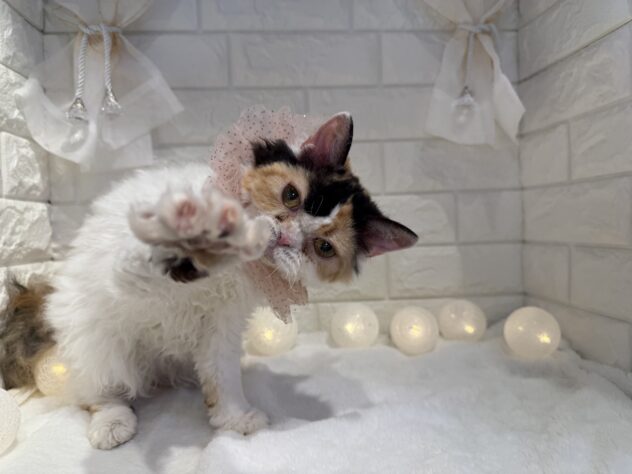 香川県のセルカークレックス (ワンキャラット アミーゴ丸亀店/2025年3月28日生まれ/女の子/キャリコ)の子猫の3枚目の画像