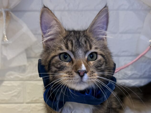 香川県のメインクーン (ワンキャラット アミーゴ丸亀店/2025年6月28日生まれ/男の子/09 ブラウン系)の子猫の1枚目の画像