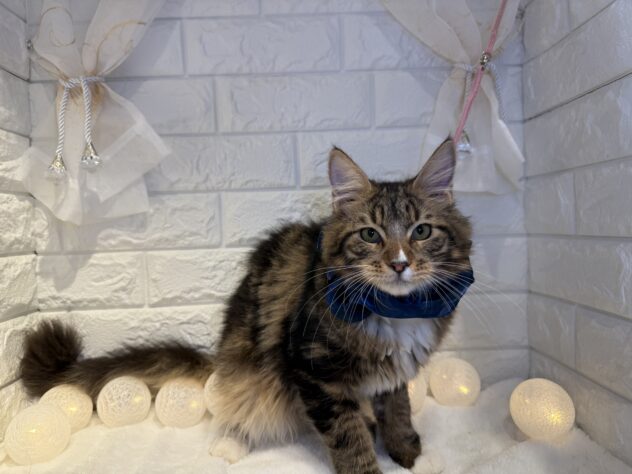 香川県のメインクーン (ワンキャラット アミーゴ丸亀店/2025年6月28日生まれ/男の子/09 ブラウン系)の子猫の2枚目の画像