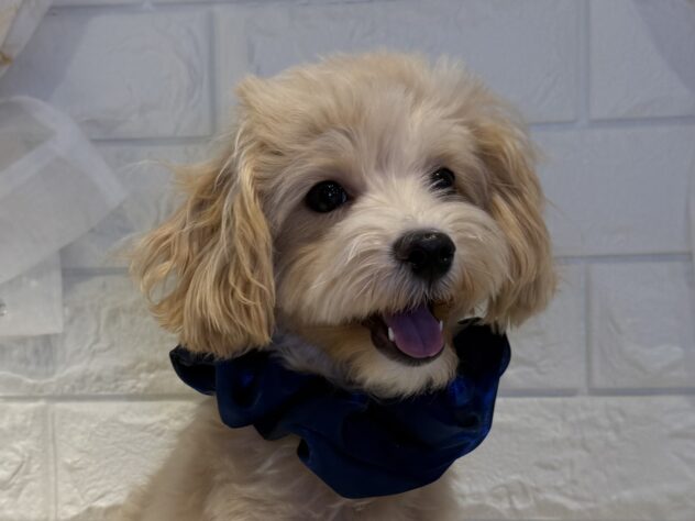 香川県のハーフ犬・ミックス犬 (ワンキャラット アミーゴ丸亀店/2025年5月29日生まれ/男の子/クリーム)の子犬の1枚目の画像