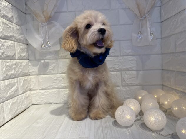 香川県のハーフ犬・ミックス犬 (ワンキャラット アミーゴ丸亀店/2025年5月29日生まれ/男の子/クリーム)の子犬の2枚目の画像