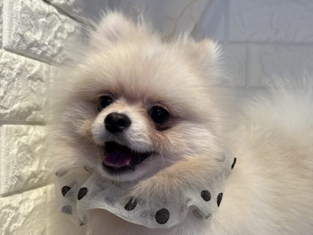 香川県のポメラニアン (ワンキャラット アミーゴ丸亀店/2025年4月22日生まれ/男の子/クリーム)の子犬の1枚目の画像