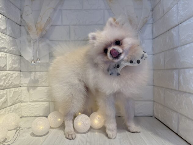 香川県のポメラニアン (ワンキャラット アミーゴ丸亀店/2025年4月22日生まれ/男の子/クリーム)の子犬の2枚目の画像