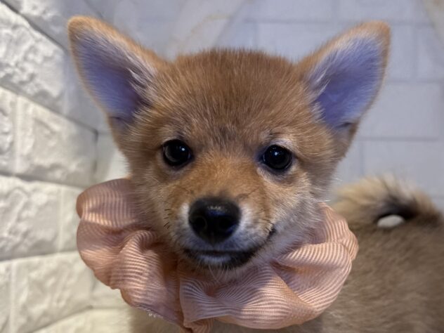 香川県のハーフ犬・ミックス犬 (ワンキャラット アミーゴ丸亀店/2025年7月25日生まれ/男の子/赤)の子犬の1枚目の画像