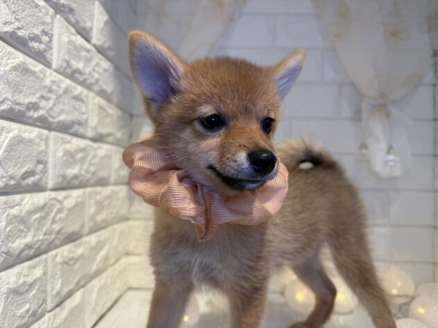 香川県のハーフ犬・ミックス犬 (ワンキャラット アミーゴ丸亀店/2025年7月25日生まれ/男の子/赤)の子犬の3枚目の画像