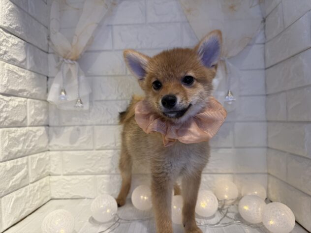 香川県のハーフ犬・ミックス犬 (ワンキャラット アミーゴ丸亀店/2025年7月25日生まれ/男の子/赤)の子犬の2枚目の画像