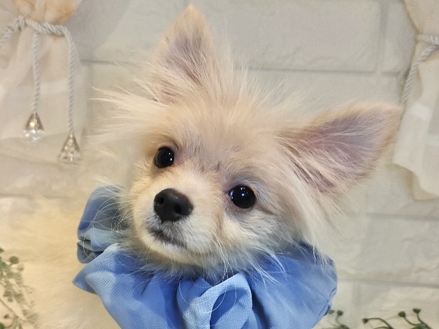 香川県のポメラニアン (ワンキャラット アミーゴ丸亀店/2025年6月8日生まれ/男の子/クリーム)の子犬の1枚目の画像