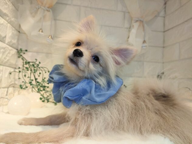 香川県のポメラニアン (ワンキャラット アミーゴ丸亀店/2025年6月8日生まれ/男の子/クリーム)の子犬の2枚目の画像