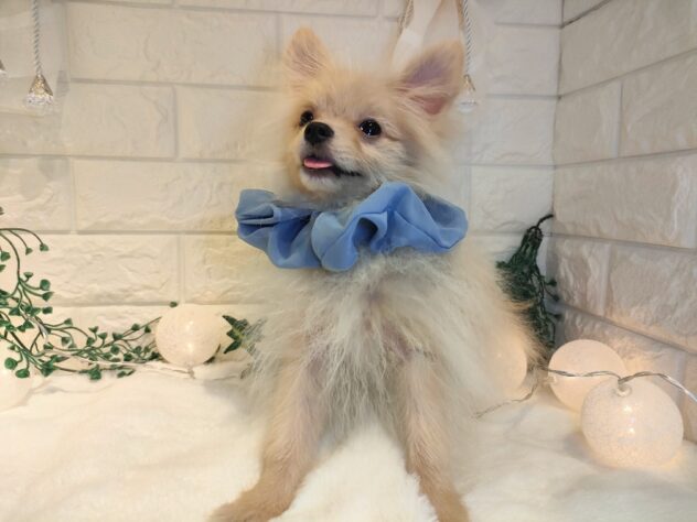 香川県のポメラニアン (ワンキャラット アミーゴ丸亀店/2025年6月8日生まれ/男の子/クリーム)の子犬の4枚目の画像