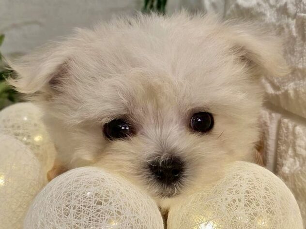 香川県のハーフ犬・ミックス犬 (ワンキャラット アミーゴ丸亀店/2025年9月17日生まれ/男の子/ホワイト)の子犬の3枚目の画像