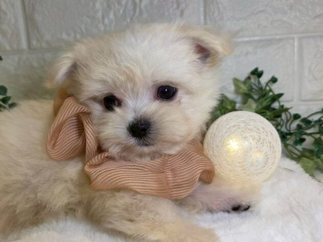 香川県のハーフ犬・ミックス犬 (ワンキャラット アミーゴ丸亀店/2025年9月17日生まれ/男の子/ホワイト)の子犬の2枚目の画像