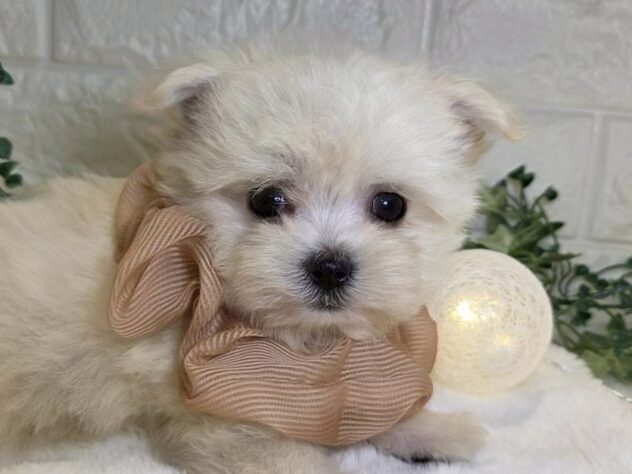 香川県のハーフ犬・ミックス犬 (ワンキャラット アミーゴ丸亀店/2025年9月17日生まれ/男の子/ホワイト)の子犬の1枚目の画像