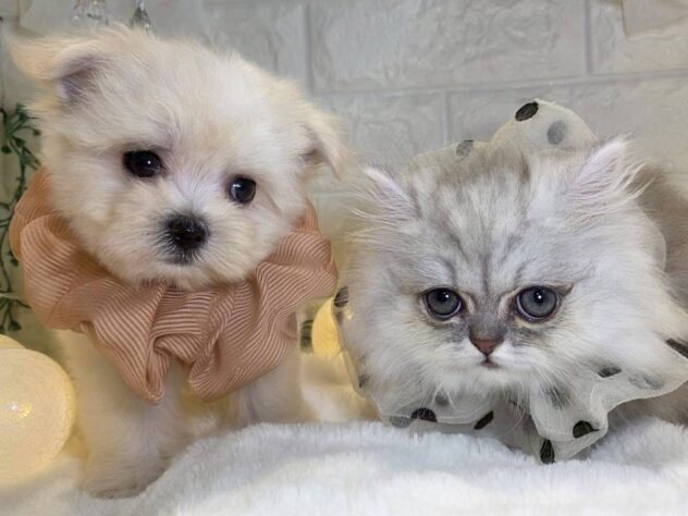 香川県のミヌエット (ワンキャラット アミーゴ丸亀店/2025年9月18日生まれ/男の子/チンチラシルバー)の子猫の4枚目の画像