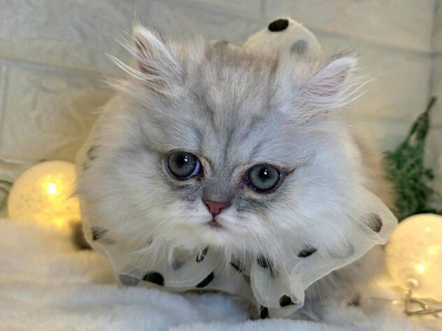 香川県のミヌエット (ワンキャラット アミーゴ丸亀店/2025年9月18日生まれ/男の子/チンチラシルバー)の子猫の1枚目の画像