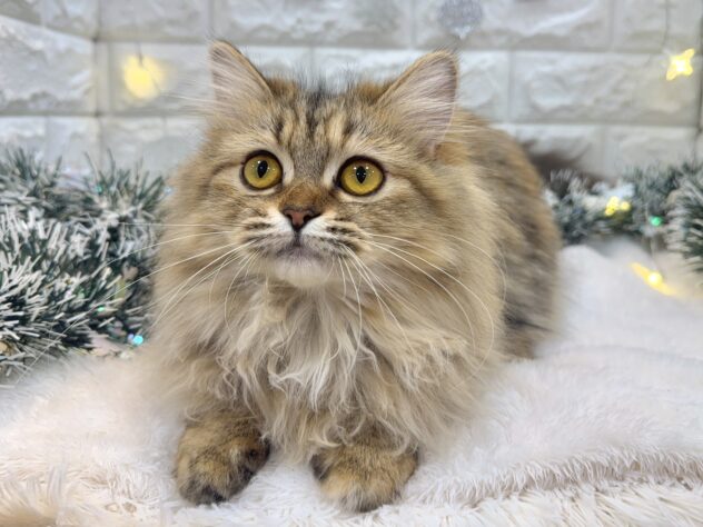 兵庫県のミヌエット (ワンキャラット アミーゴ姫路飾磨店/2025年3月20日生まれ/女の子/ブラウンパッチドタビーホワイト)の子猫の2枚目の画像