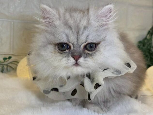 香川県のミヌエット (ワンキャラット アミーゴ丸亀店/2025年9月18日生まれ/男の子/チンチラシルバー)の子猫の2枚目の画像