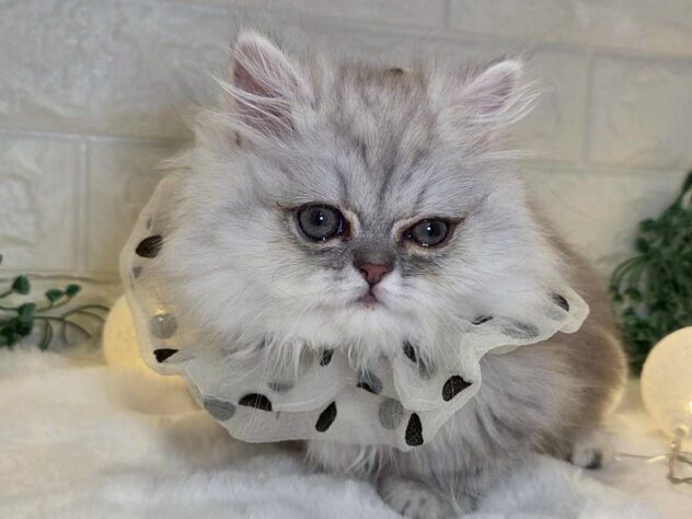 香川県のミヌエット (ワンキャラット アミーゴ丸亀店/2025年9月18日生まれ/男の子/チンチラシルバー)の子猫の3枚目の画像