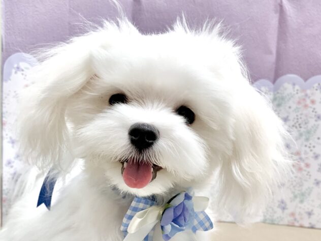 広島県のマルチーズ (アミーゴ宇品店/2025年9月19日生まれ/女の子/ホワイト)の子犬の1枚目の画像