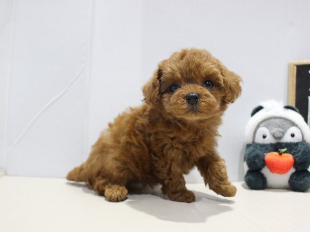 兵庫県のトイプードル(トイ) (ペット・プラザ アミーゴつかしん店/2025年9月13日生まれ/女の子/レッド)の子犬の3枚目の画像