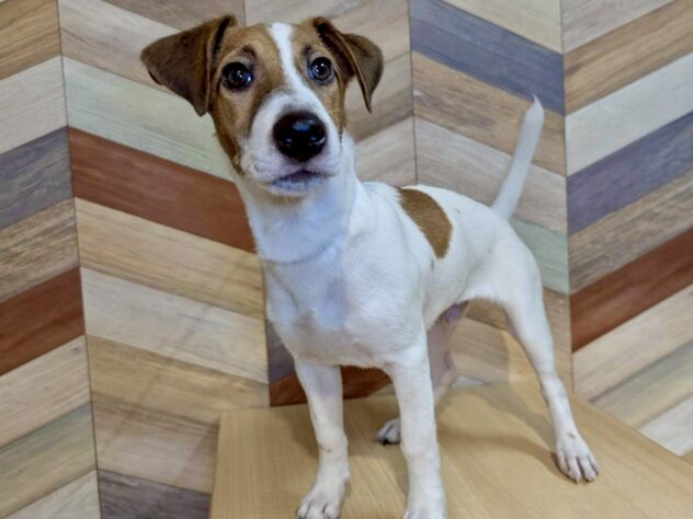 香川県のジャックラッセルテリア (ワンキャラット アミーゴ丸亀店/2025年5月19日生まれ/男の子/タンホワイト)の子犬の4枚目の画像