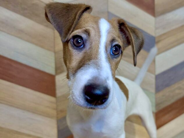 香川県のジャックラッセルテリア (ワンキャラット アミーゴ丸亀店/2025年5月19日生まれ/男の子/タンホワイト)の子犬の1枚目の画像