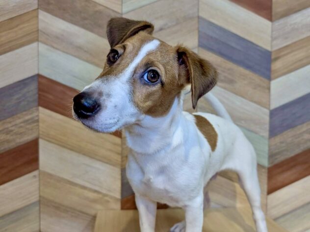 香川県のジャックラッセルテリア (ワンキャラット アミーゴ丸亀店/2025年5月19日生まれ/男の子/タンホワイト)の子犬の2枚目の画像