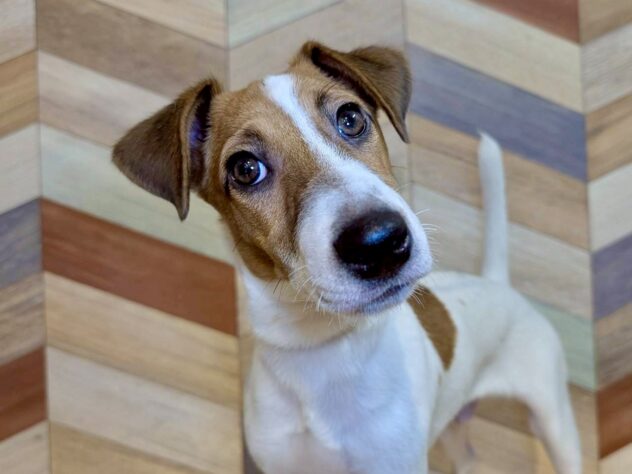 香川県のジャックラッセルテリア (ワンキャラット アミーゴ丸亀店/2025年5月19日生まれ/男の子/タンホワイト)の子犬の3枚目の画像