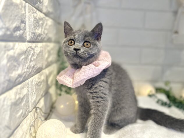 香川県のブリティッシュショートヘアー (ワンキャラット アミーゴ丸亀店/2025年8月11日生まれ/女の子/ブルー)の子猫の3枚目の画像