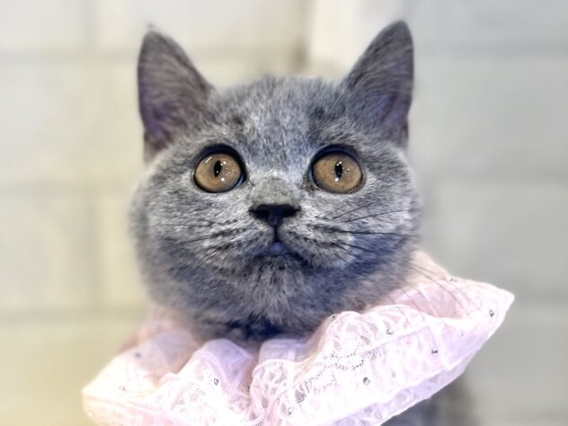 香川県のブリティッシュショートヘアー (ワンキャラット アミーゴ丸亀店/2025年8月11日生まれ/女の子/ブルー)の子猫の1枚目の画像