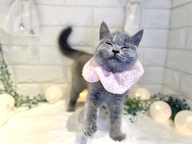 香川県のブリティッシュショートヘアー (ワンキャラット アミーゴ丸亀店/2025年8月11日生まれ/女の子/ブルー)の子猫の4枚目の画像