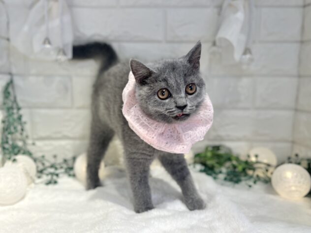 香川県のブリティッシュショートヘアー (ワンキャラット アミーゴ丸亀店/2025年8月11日生まれ/女の子/ブルー)の子猫の2枚目の画像