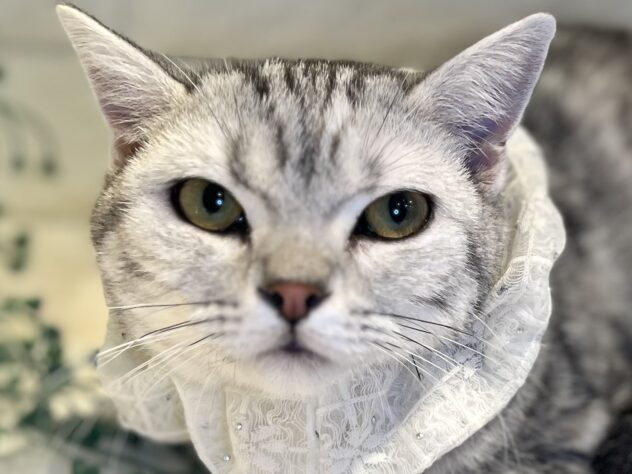 香川県のスコティッシュフォールド (ワンキャラット アミーゴ丸亀店/2025年3月13日生まれ/女の子/シルバータビー)の子猫の1枚目の画像