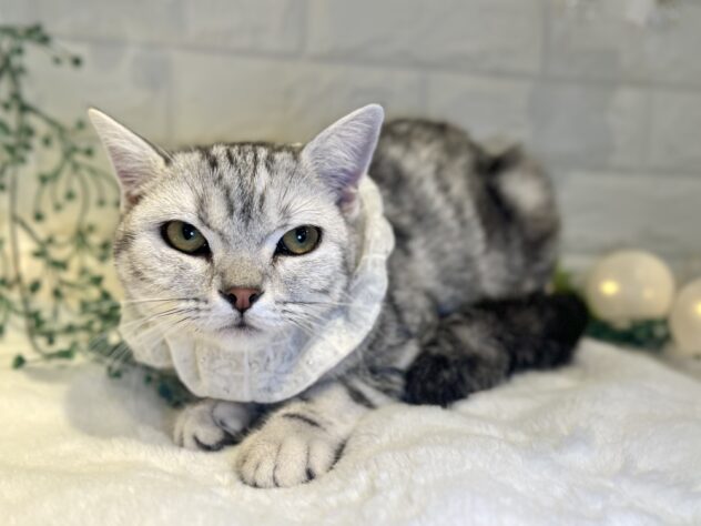 香川県のスコティッシュフォールド (ワンキャラット アミーゴ丸亀店/2025年3月13日生まれ/女の子/シルバータビー)の子猫の2枚目の画像