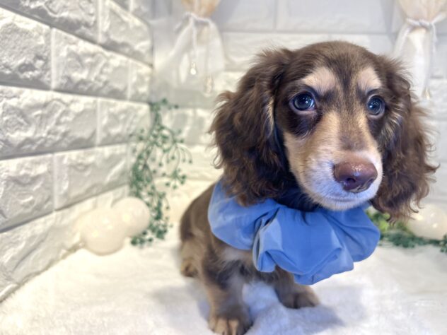 香川県のミニチュアダックスフンド(ロング) (ワンキャラット アミーゴ丸亀店/2025年8月23日生まれ/男の子/チョコレートタン)の子犬の3枚目の画像